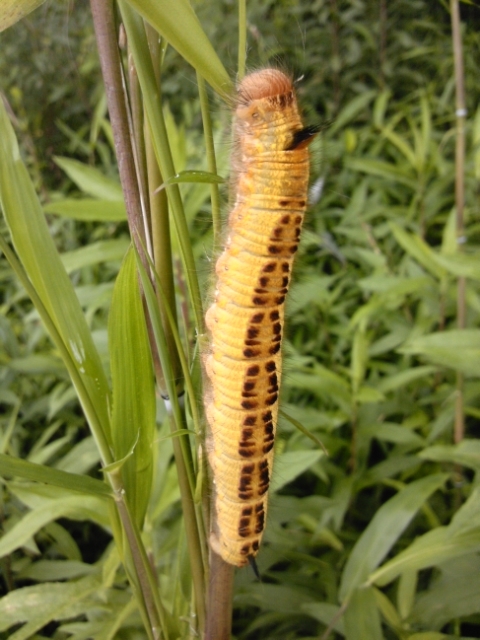 笹の枝についていたカレハガの幼虫 Dicti Eremitae